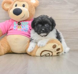8 week old Pomachon Puppy For Sale - Seaside Pups