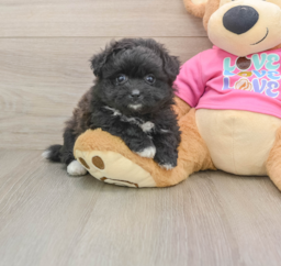 5 week old Pomachon Puppy For Sale - Seaside Pups