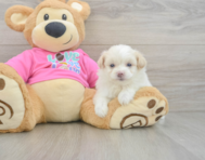 5 week old Pomachon Puppy For Sale - Seaside Pups