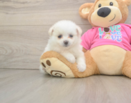 5 week old Pomachon Puppy For Sale - Seaside Pups