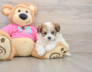 6 week old Pomachon Puppy For Sale - Seaside Pups