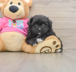 8 week old Pomachon Puppy For Sale - Seaside Pups