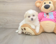 5 week old Pomachon Puppy For Sale - Seaside Pups