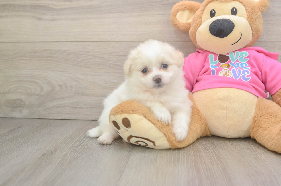 6 week old Pomachon Puppy For Sale - Seaside Pups