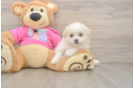 Adorable Pom Frise Designer Puppy