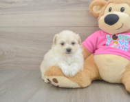 5 week old Pomachon Puppy For Sale - Seaside Pups
