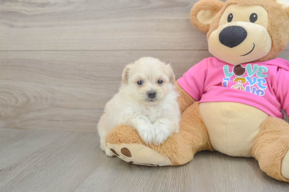 5 week old Pomachon Puppy For Sale - Seaside Pups