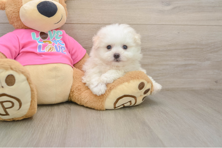 Pomachon Pup Being Cute