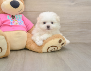 8 week old Pomachon Puppy For Sale - Seaside Pups