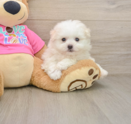5 week old Pomachon Puppy For Sale - Seaside Pups