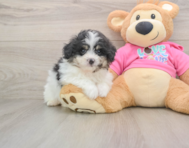 6 week old Pomachon Puppy For Sale - Seaside Pups
