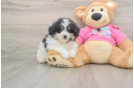 Cute Pomachon Baby