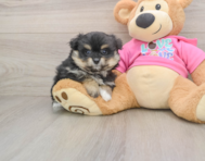 6 week old Pomachon Puppy For Sale - Seaside Pups