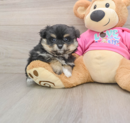 9 week old Pomachon Puppy For Sale - Seaside Pups