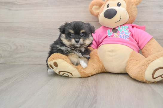 Energetic Pom Frise Designer Puppy