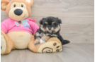 Playful Pom Frise Designer Puppy