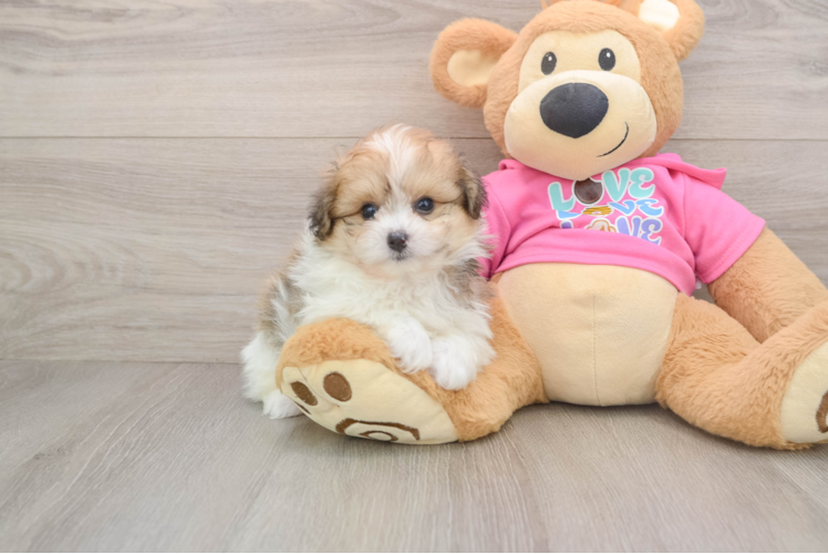 Best Pomachon Baby