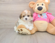 6 week old Pomachon Puppy For Sale - Seaside Pups