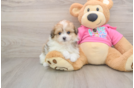 Best Pomachon Baby