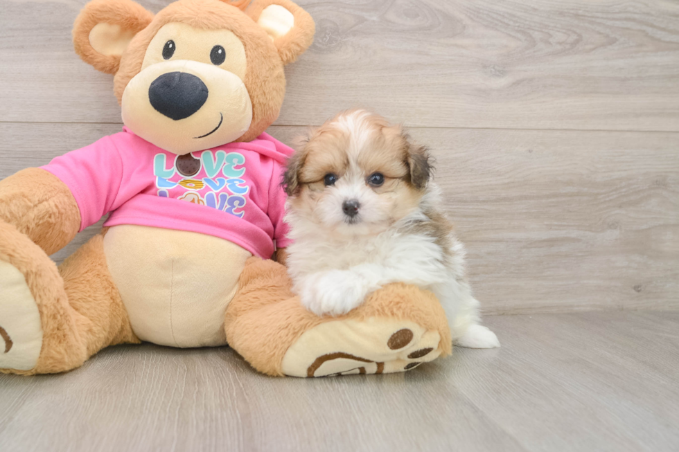 Playful Pom Frise Designer Puppy