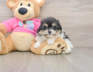 7 week old Pomachon Puppy For Sale - Seaside Pups