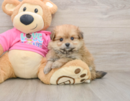 6 week old Pomachon Puppy For Sale - Seaside Pups