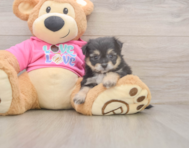 6 week old Pomachon Puppy For Sale - Seaside Pups