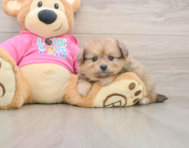 5 week old Pomachon Puppy For Sale - Seaside Pups