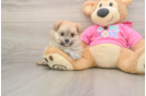 Playful Pom Frise Designer Puppy