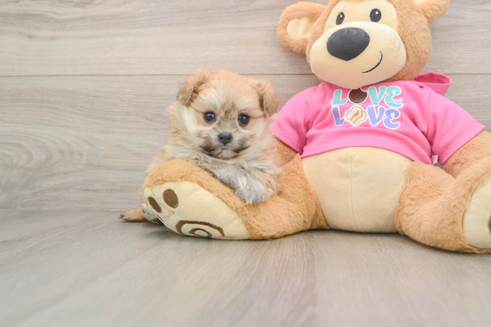 Playful Pom Frise Designer Puppy