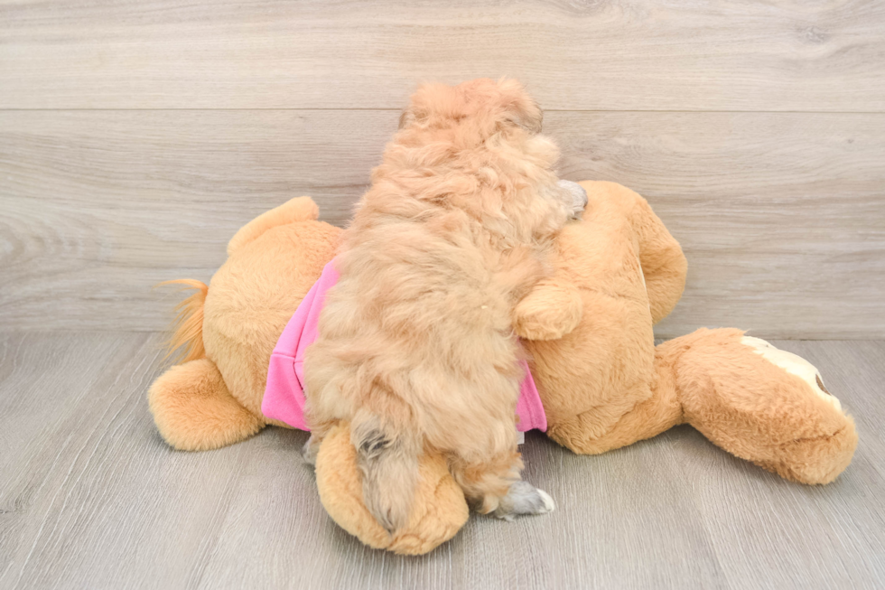 Playful Pom Frise Designer Puppy