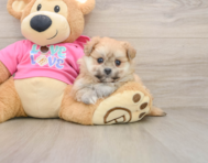 5 week old Pomachon Puppy For Sale - Seaside Pups
