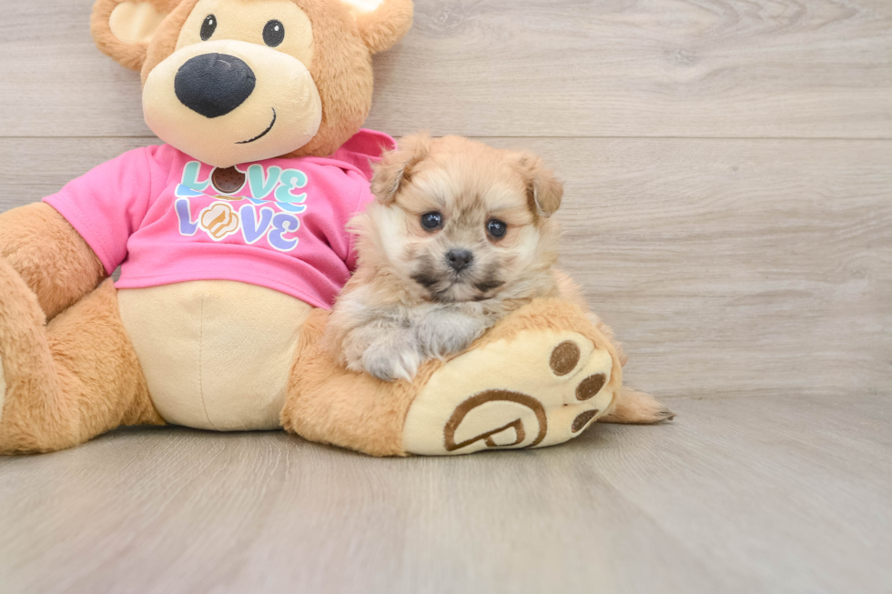 Pomachon Puppy for Adoption