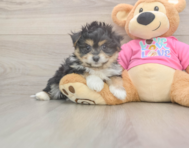 6 week old Pomachon Puppy For Sale - Seaside Pups