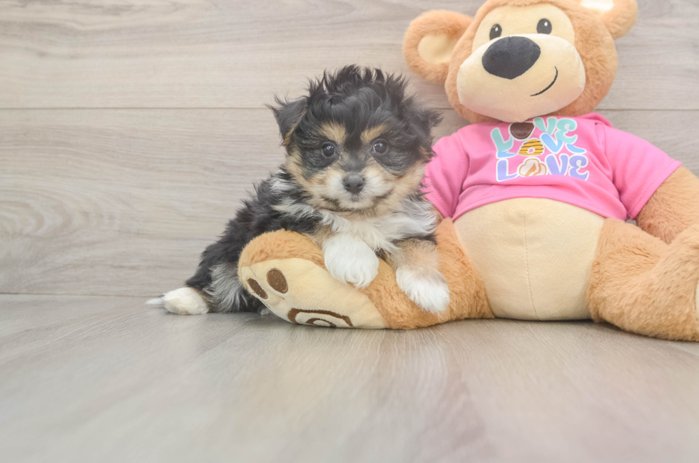 6 week old Pomachon Puppy For Sale - Seaside Pups
