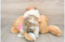 Smart Pomachon Designer Pup