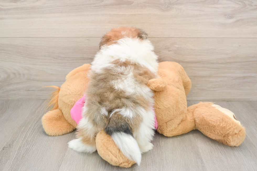 Smart Pomachon Designer Pup