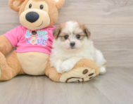 5 week old Pomachon Puppy For Sale - Seaside Pups