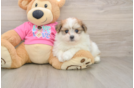 Fluffy Pomachon Designer Pup