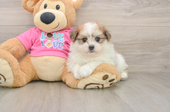 Fluffy Pomachon Designer Pup