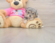 5 week old Pomachon Puppy For Sale - Seaside Pups