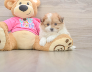 6 week old Pomachon Puppy For Sale - Seaside Pups
