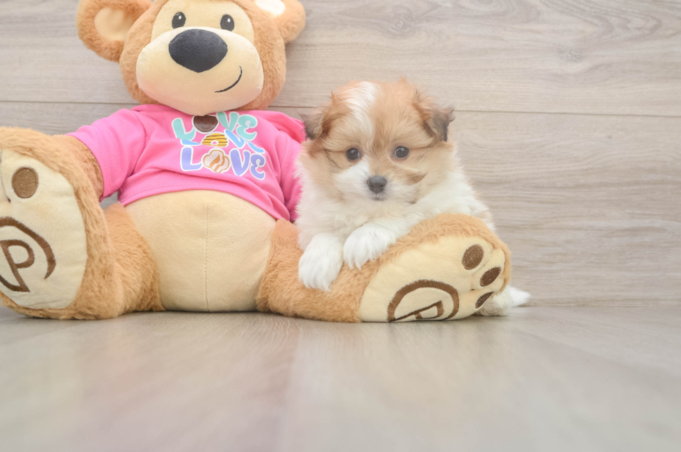 6 week old Pomachon Puppy For Sale - Seaside Pups
