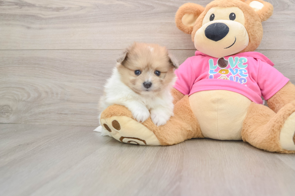 Pomachon Puppy for Adoption