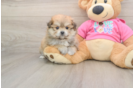 Playful Pom Frise Designer Puppy