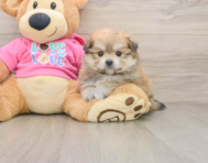5 week old Pomachon Puppy For Sale - Seaside Pups