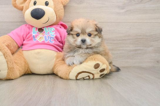 Best Pomachon Baby