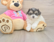 6 week old Pomachon Puppy For Sale - Seaside Pups