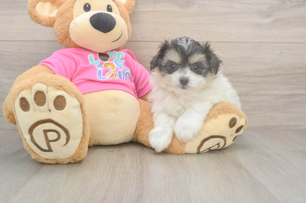 6 week old Pomachon Puppy For Sale - Seaside Pups