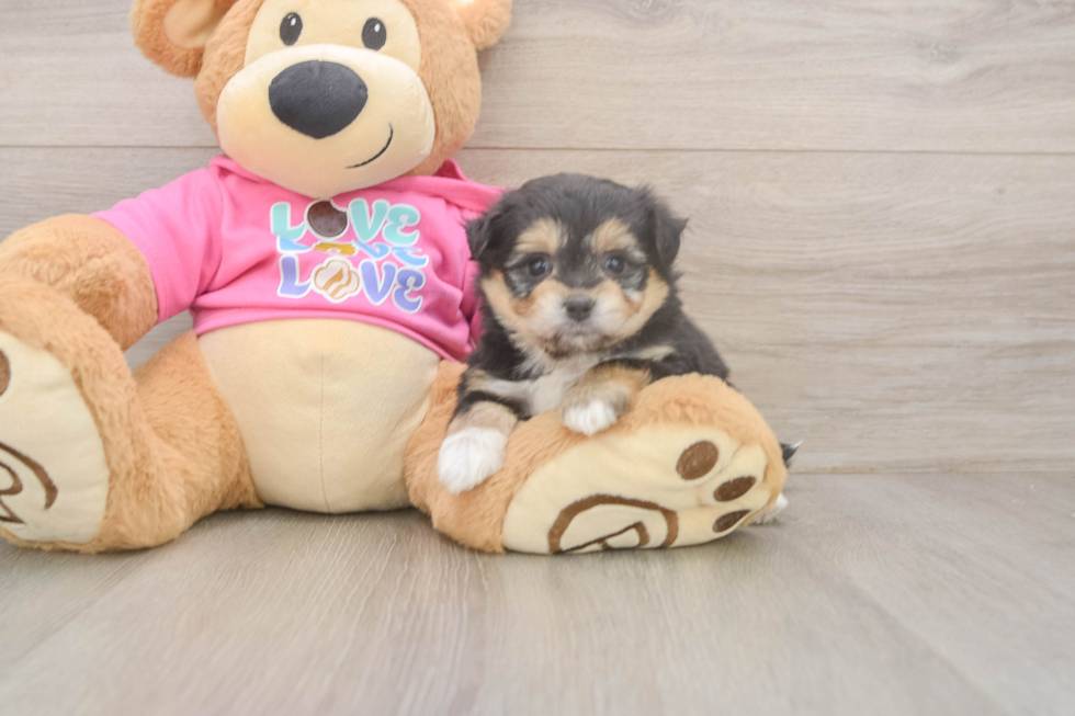 Smart Pomachon Designer Pup